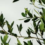 laurel